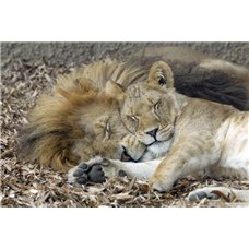 Картина на холсте по фото Модульные картины Печать портретов на холсте Пара львов - Фотообои Животные|львы