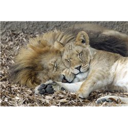 Пара львов - Фотообои Животные|львы - Модульная картины, Репродукции, Декоративные панно, Декор стен
