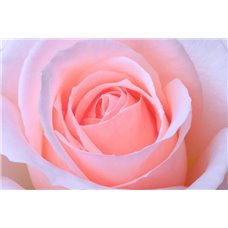 Картина на холсте по фото Модульные картины Печать портретов на холсте Розовый бутон - Фотообои цветы|розы
