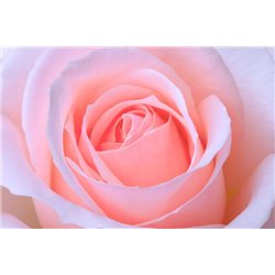 Розовый бутон - Фотообои цветы|розы - Модульная картины, Репродукции, Декоративные панно, Декор стен