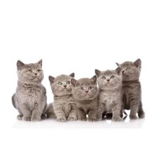 Картина на холсте по фото Модульные картины Печать портретов на холсте Британские котята - Фотообои Животные|коты