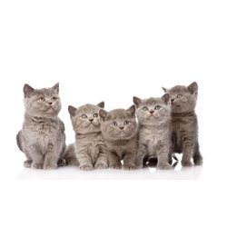Британские котята - Фотообои Животные|коты - Модульная картины, Репродукции, Декоративные панно, Декор стен