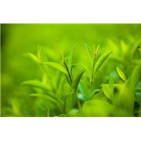 Листья чая - Фотообои цветы|листья
