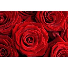 Картина на холсте по фото Модульные картины Печать портретов на холсте Красные розы - Фотообои цветы|розы
