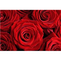 Портреты картины репродукции на заказ - Красные розы - Фотообои цветы|розы