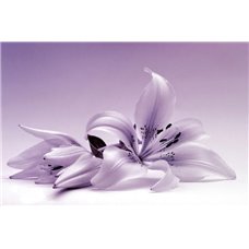 Картина на холсте по фото Модульные картины Печать портретов на холсте Лилия - Фотообои цветы|лилии
