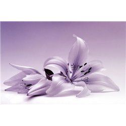 Лилия - Фотообои цветы|лилии - Модульная картины, Репродукции, Декоративные панно, Декор стен