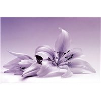 Лилия - Фотообои цветы|лилии