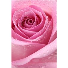 Картина на холсте по фото Модульные картины Печать портретов на холсте Бутон розовой розы - Фотообои цветы|розы