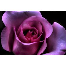 Картина на холсте по фото Модульные картины Печать портретов на холсте Пурпурная роза - Фотообои цветы|розы