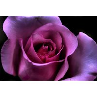 Портреты картины репродукции на заказ - Пурпурная роза - Фотообои цветы|розы