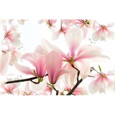 Картина на холсте по фото Модульные картины Печать портретов на холсте Ветки орхидеи - Фотообои цветы|магнолии