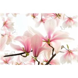 Ветки орхидеи - Фотообои цветы|магнолии - Модульная картины, Репродукции, Декоративные панно, Декор стен