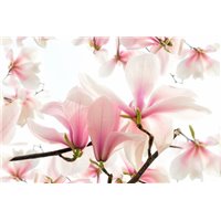 Ветки орхидеи - Фотообои цветы|магнолии