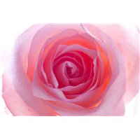 Портреты картины репродукции на заказ - Розовый бутон - Фотообои цветы|розы