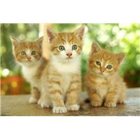 Портреты картины репродукции на заказ - Рыжие котята - Фотообои Животные|коты