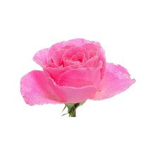 Портреты картины репродукции на заказ - Розовая роза - Фотообои цветы|розы
