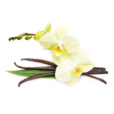 Картина на холсте по фото Модульные картины Печать портретов на холсте Орхидея и ваниль - Фотообои цветы|орхидеи