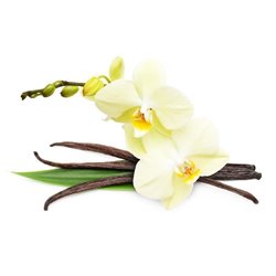 Орхидея и ваниль - Фотообои цветы|орхидеи - Модульная картины, Репродукции, Декоративные панно, Декор стен