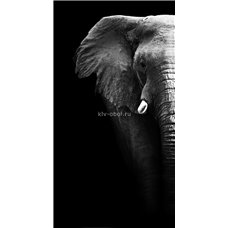 Картина на холсте по фото Модульные картины Печать портретов на холсте Слон на черном фоне - Черно-белые фотообои