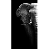 Портреты картины репродукции на заказ - Слон на черном фоне - Черно-белые фотообои