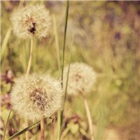 Одуванчики - Фотообои цветы|одуванчик