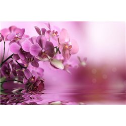 Ветка орхидеи - Фотообои цветы|орхидеи - Модульная картины, Репродукции, Декоративные панно, Декор стен