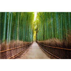 Бамбуковый лес - Фотообои Расширяющие пространство - Модульная картины, Репродукции, Декоративные панно, Декор стен