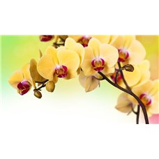Картина на холсте по фото Модульные картины Печать портретов на холсте Желтая орхидея - Фотообои цветы|орхидеи