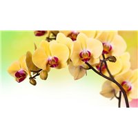 Портреты картины репродукции на заказ - Желтая орхидея - Фотообои цветы|орхидеи