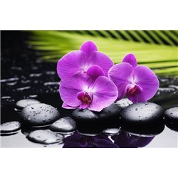Орхидеи на камнях - Фотообои природа - Модульная картины, Репродукции, Декоративные панно, Декор стен