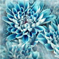 Портреты картины репродукции на заказ - Голубая хризантема - Фотообои цветы|герберы