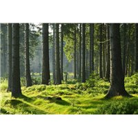 Лесная чаща - Фотообои природа|лес