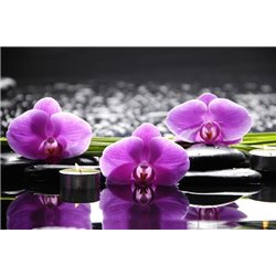Цветы орхидеи - Фотообои цветы|орхидеи - Модульная картины, Репродукции, Декоративные панно, Декор стен