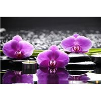 Портреты картины репродукции на заказ - Цветы орхидеи - Фотообои цветы|орхидеи