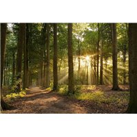 Чаща леса - Фотообои природа|лес