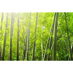 Бамбук - Фотообои природа|бамбук - Модульная картины, Репродукции, Декоративные панно, Декор стен