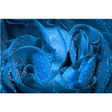 Картина на холсте по фото Модульные картины Печать портретов на холсте Голубая роза - Фотообои цветы|розы