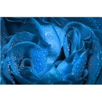 Портреты картины репродукции на заказ - Голубая роза - Фотообои цветы|розы