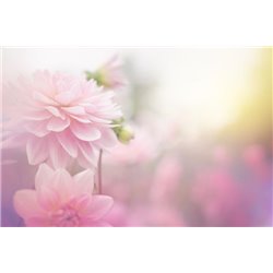 Розовое пионы - Фотообои цветы|пионы - Модульная картины, Репродукции, Декоративные панно, Декор стен