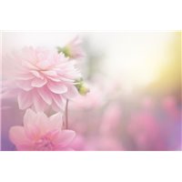 Портреты картины репродукции на заказ - Розовое пионы - Фотообои цветы|пионы