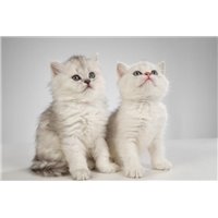 Портреты картины репродукции на заказ - Котята - Фотообои Животные|коты
