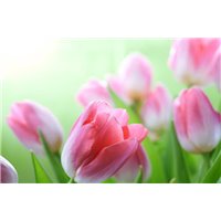 Портреты картины репродукции на заказ - Розовые тюльпаны - Фотообои цветы|тюльпаны