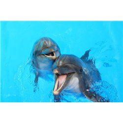 Дельфины - Фотообои Животные - Модульная картины, Репродукции, Декоративные панно, Декор стен