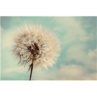 Одинокий одуванчик - Фотообои цветы|одуванчик