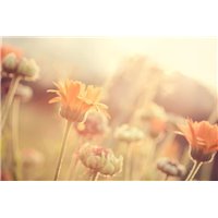 Ноготки в полдень - Фотообои цветы|полевые