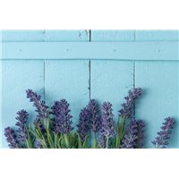Лаванда на синем фоне - Фотообои цветы|лаванды