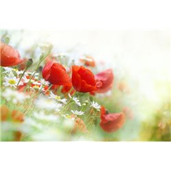 Ромашки и маки - Фотообои цветы|полевые - Модульная картины, Репродукции, Декоративные панно, Декор стен