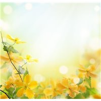Желтые цветочки - Фотообои цветы|полевые