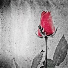 Картина на холсте по фото Модульные картины Печать портретов на холсте Арт-роза - Фотообои цветы|розы